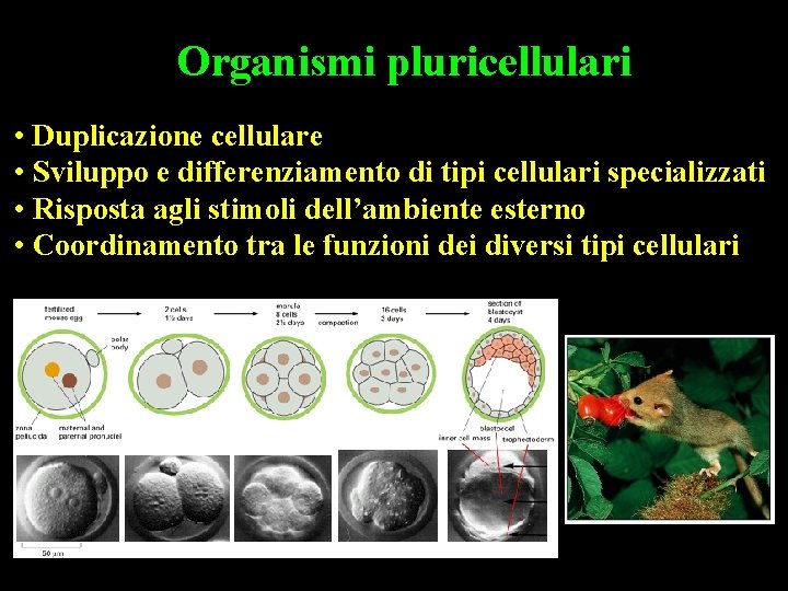 Organismi pluricellulari • Duplicazione cellulare • Sviluppo e differenziamento di tipi cellulari specializzati •