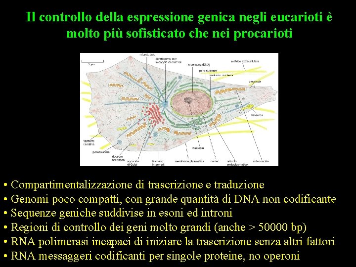 Il controllo della espressione genica negli eucarioti è molto più sofisticato che nei procarioti