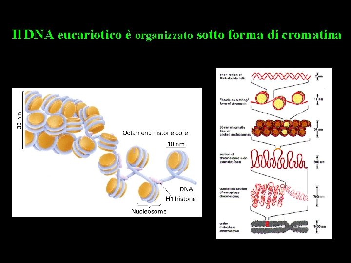 Il DNA eucariotico è organizzato sotto forma di cromatina 
