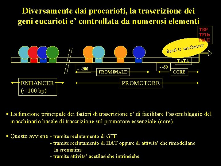 Diversamente dai procarioti, la trascrizione dei geni eucarioti e’ controllata da numerosi elementi TBP