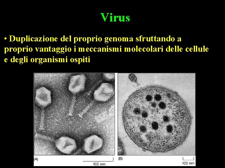 Virus • Duplicazione del proprio genoma sfruttando a proprio vantaggio i meccanismi molecolari delle