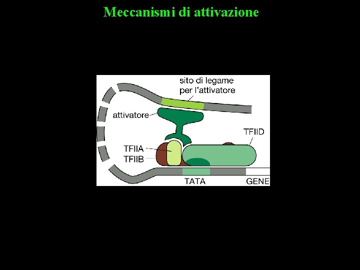 Meccanismi di attivazione TBP + TAFs=TFIID 