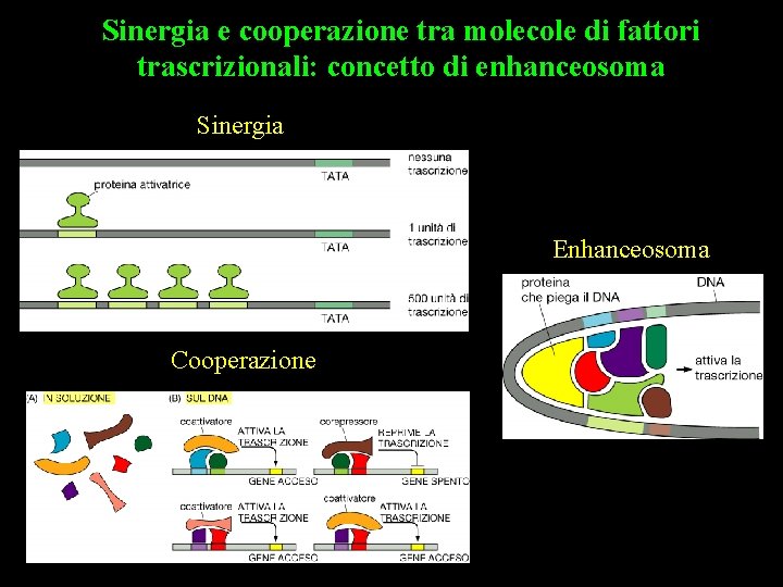 Sinergia e cooperazione tra molecole di fattori trascrizionali: concetto di enhanceosoma Sinergia TBP +