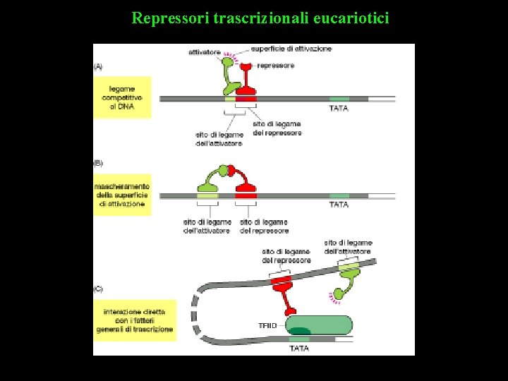 Repressori trascrizionali eucariotici 