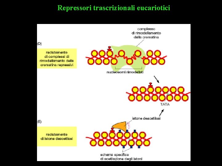 Repressori trascrizionali eucariotici 