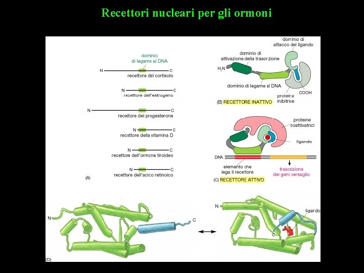 Recettori nucleari per gli ormoni 