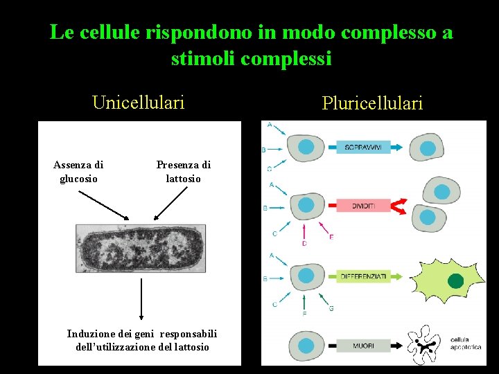 Le cellule rispondono in modo complesso a stimoli complessi Unicellulari Assenza di glucosio Presenza