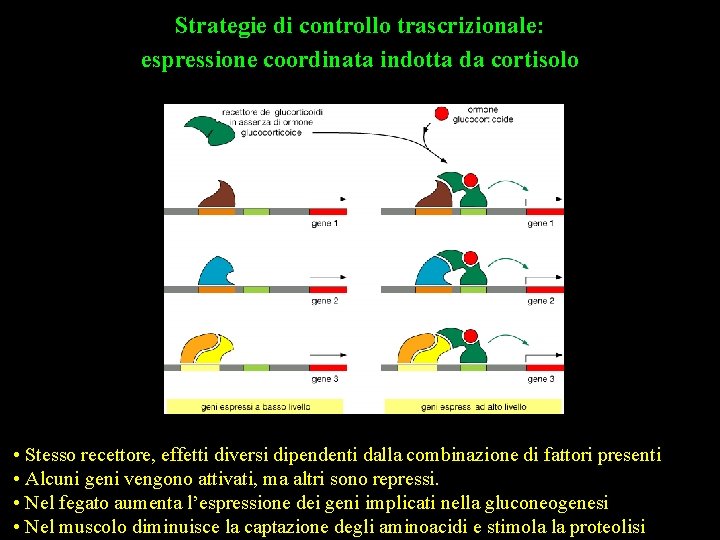 Strategie di controllo trascrizionale: espressione coordinata indotta da cortisolo • Stesso recettore, effetti diversi