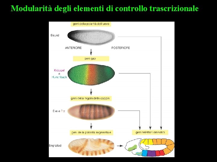 Modularità degli elementi di controllo trascrizionale 