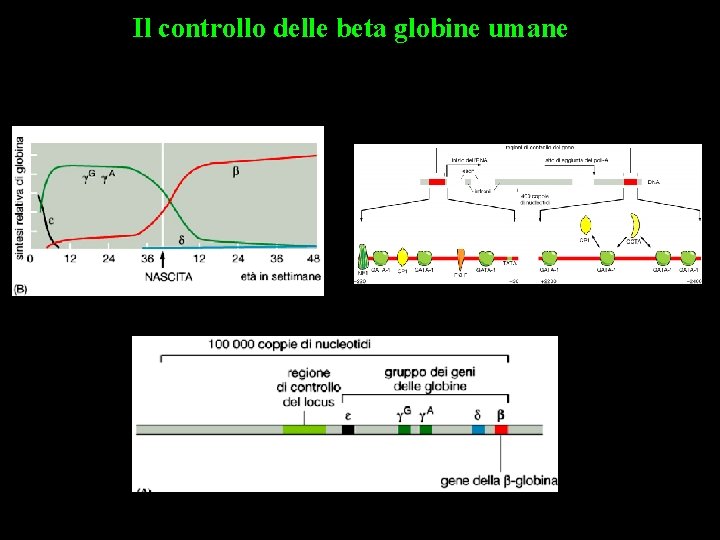 Il controllo delle beta globine umane 