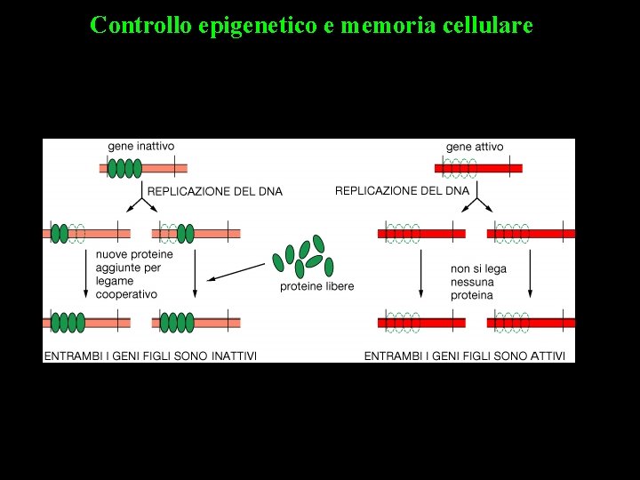 Controllo epigenetico e memoria cellulare 