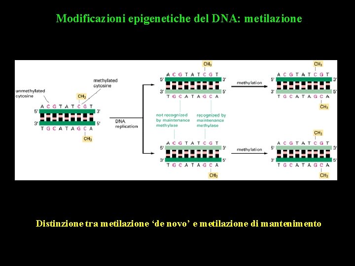 Modificazioni epigenetiche del DNA: metilazione Distinzione tra metilazione ‘de novo’ e metilazione di mantenimento