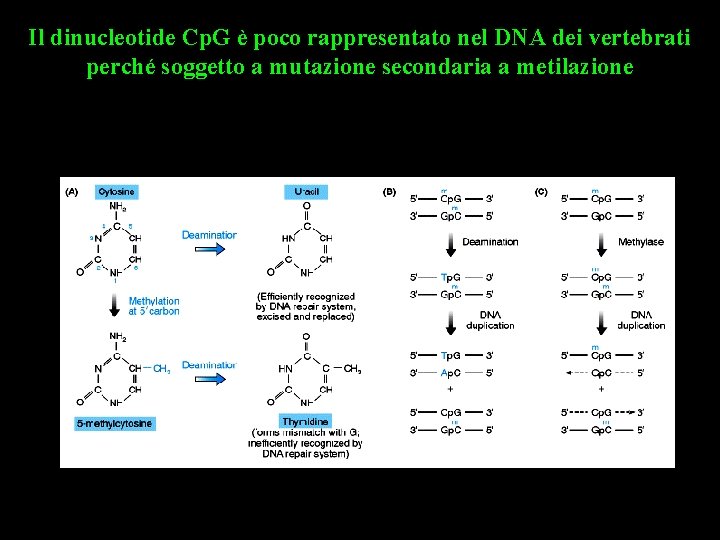 Il dinucleotide Cp. G è poco rappresentato nel DNA dei vertebrati perché soggetto a