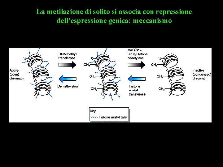 La metilazione di solito si associa con repressione dell’espressione genica: meccanismo 