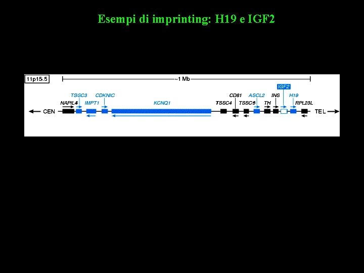 Esempi di imprinting: H 19 e IGF 2 H 19: allele paterno represso e