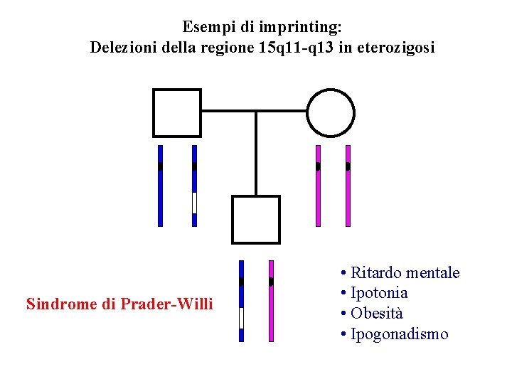 Esempi di imprinting: Delezioni della regione 15 q 11 -q 13 in eterozigosi Sindrome