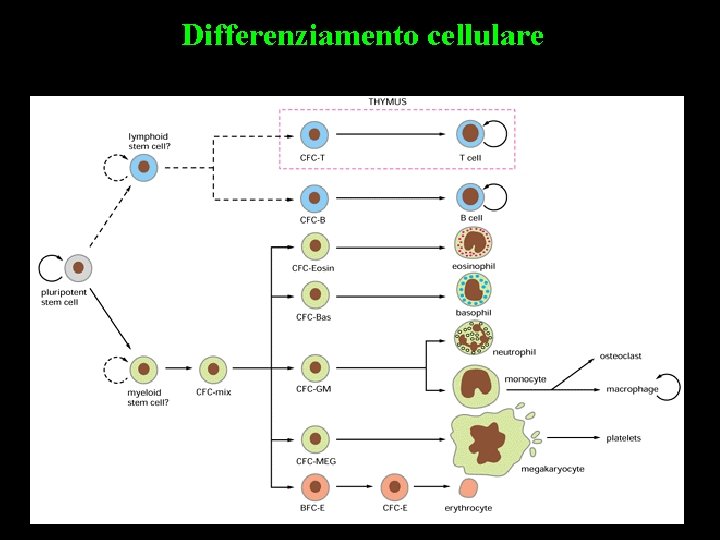 Differenziamento cellulare 