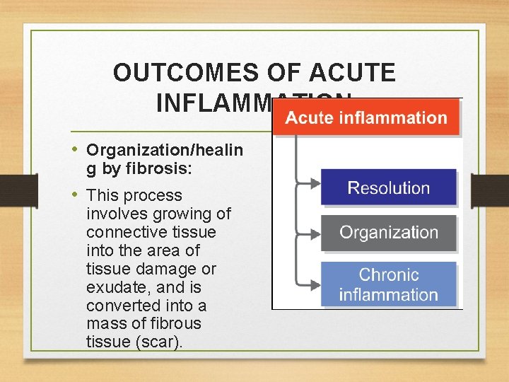 OUTCOMES OF ACUTE INFLAMMATION • Organization/healin g by fibrosis: • This process involves growing