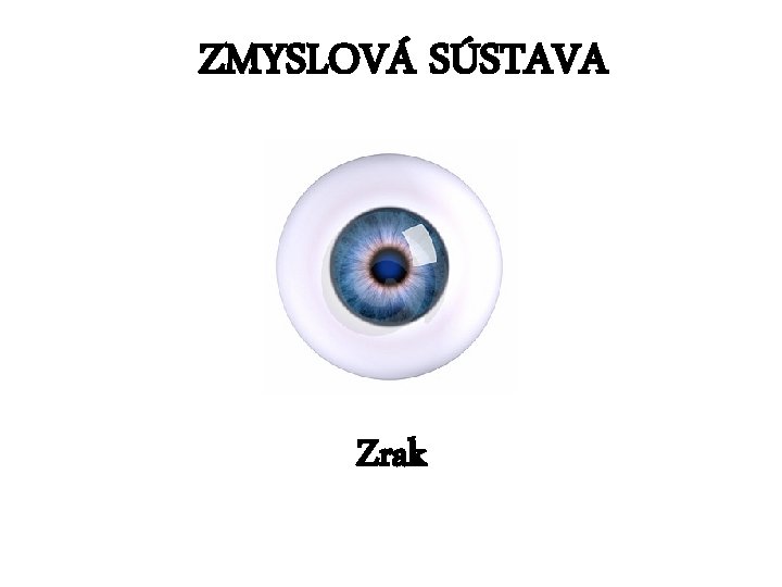 ZMYSLOVÁ SÚSTAVA Zrak 