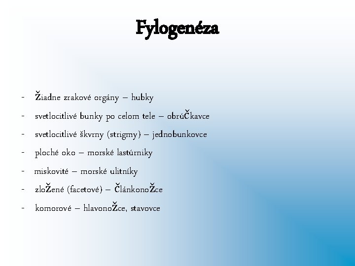 Fylogenéza - žiadne zrakové orgány – hubky svetlocitlivé bunky po celom tele – obrúčkavce