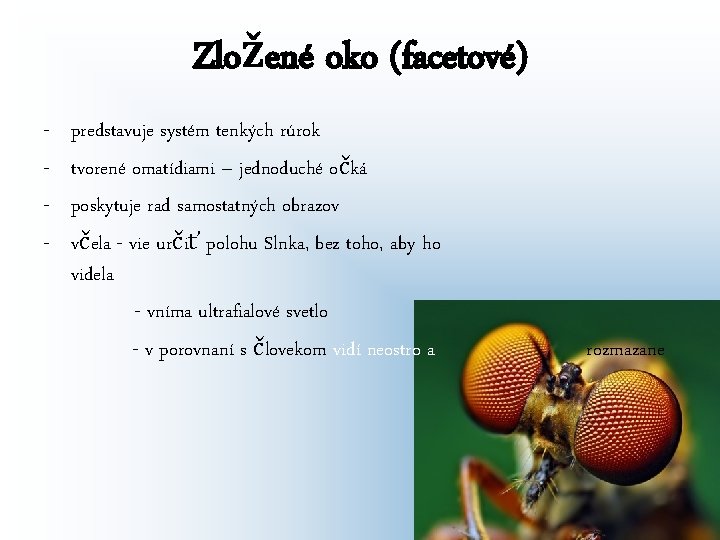 Zložené oko (facetové) - predstavuje systém tenkých rúrok tvorené omatídiami – jednoduché očká poskytuje