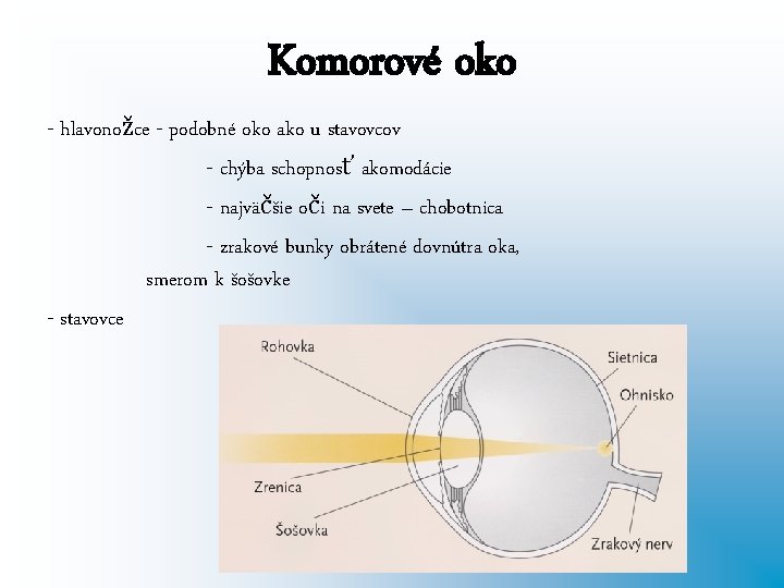 Komorové oko - hlavonožce - podobné oko ako u stavovcov - chýba schopnosť akomodácie