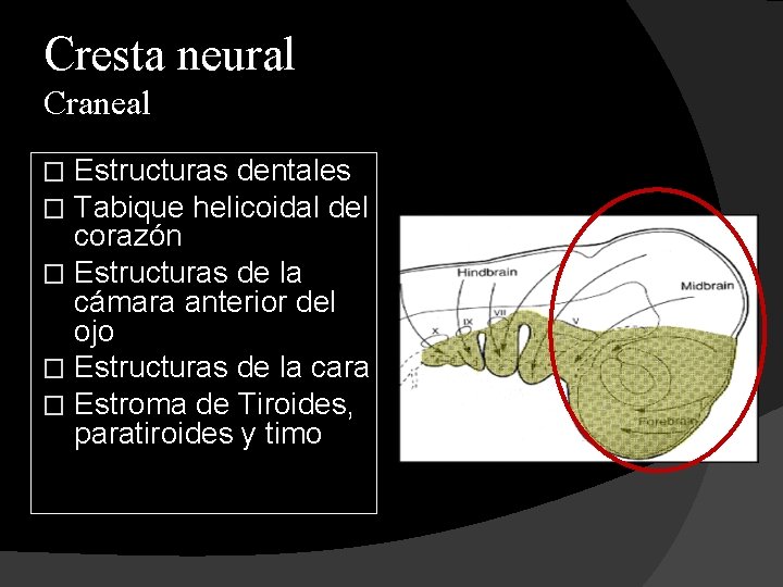 Cresta neural Craneal Estructuras dentales Tabique helicoidal del corazón � Estructuras de la cámara