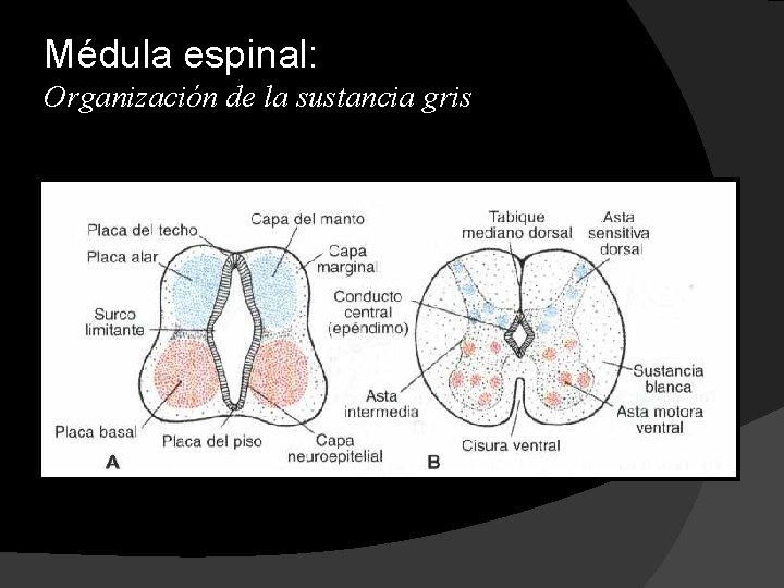 Médula espinal: Organización de la sustancia gris 