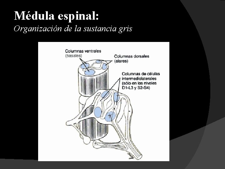 Médula espinal: Organización de la sustancia gris 