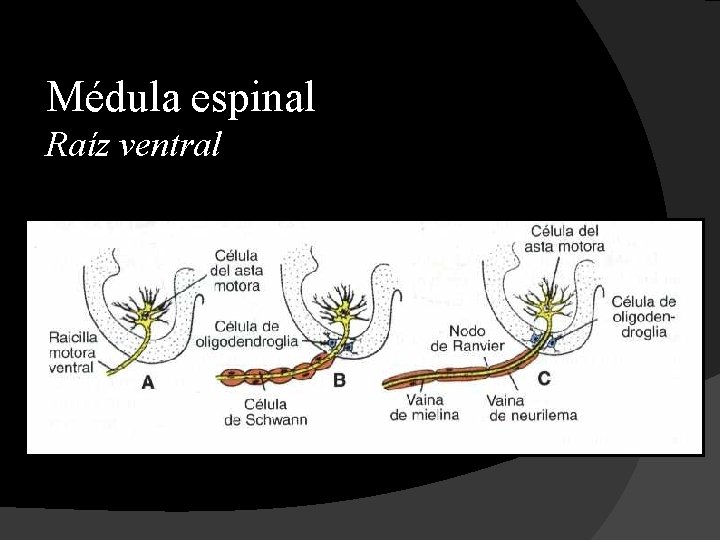 Médula espinal Raíz ventral 