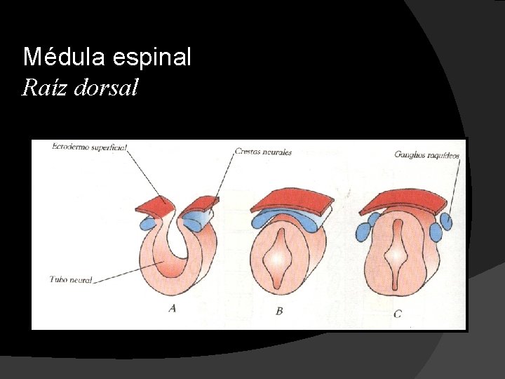 Médula espinal Raíz dorsal 