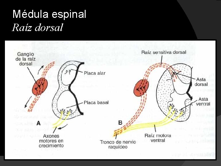 Médula espinal Raíz dorsal 