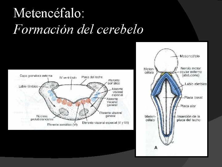 Metencéfalo: Formación del cerebelo 