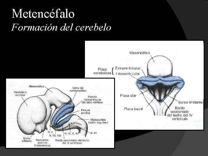 Metencéfalo Formación del cerebelo 