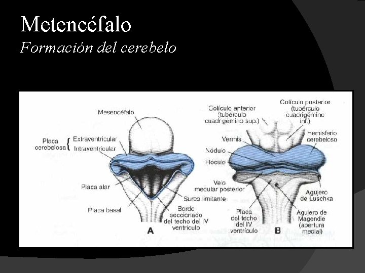 Metencéfalo Formación del cerebelo 