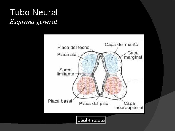 Tubo Neural: Esquema general Final 4 semana 