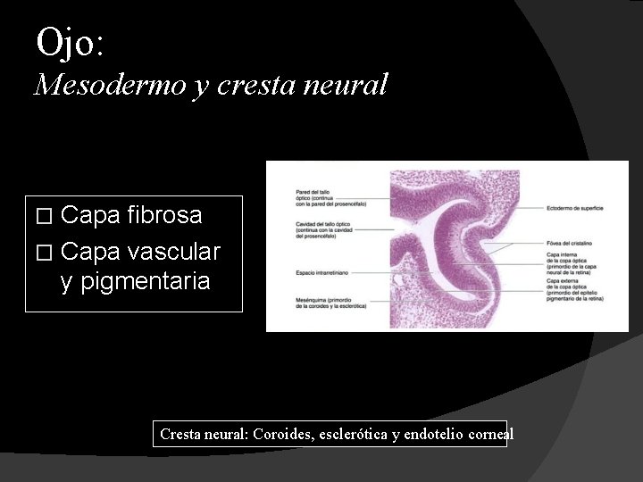 Ojo: Mesodermo y cresta neural Capa fibrosa � Capa vascular y pigmentaria � Cresta