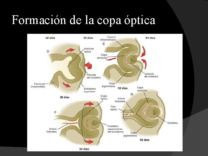 Formación de la copa óptica 