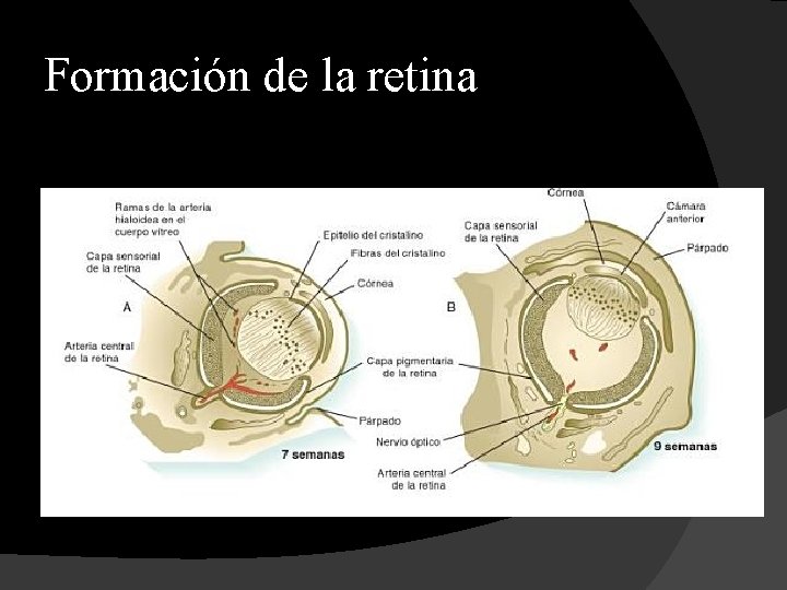 Formación de la retina 