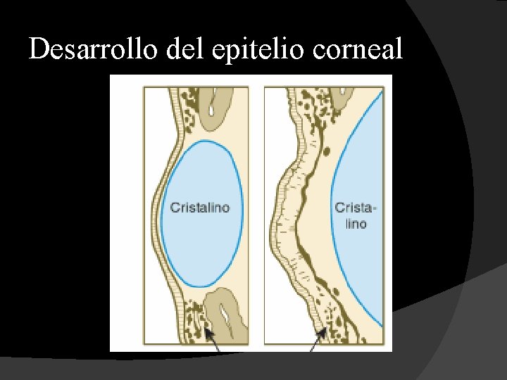 Desarrollo del epitelio corneal 