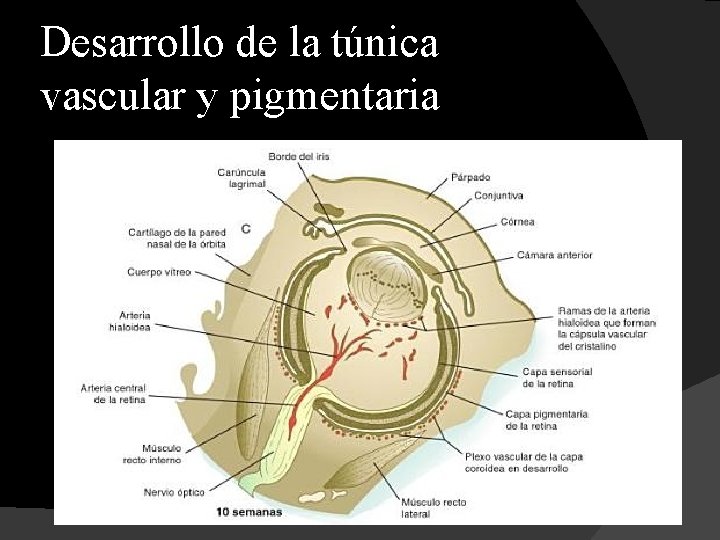 Desarrollo de la túnica vascular y pigmentaria 