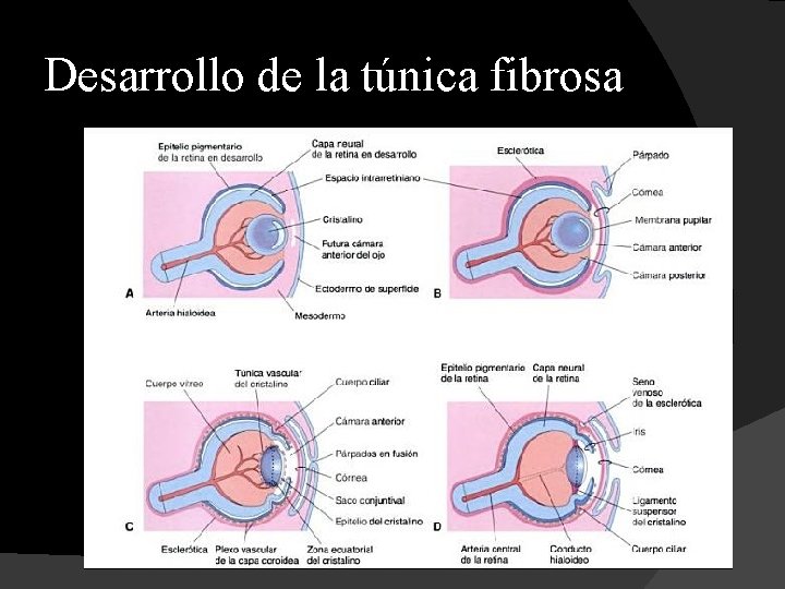 Desarrollo de la túnica fibrosa 