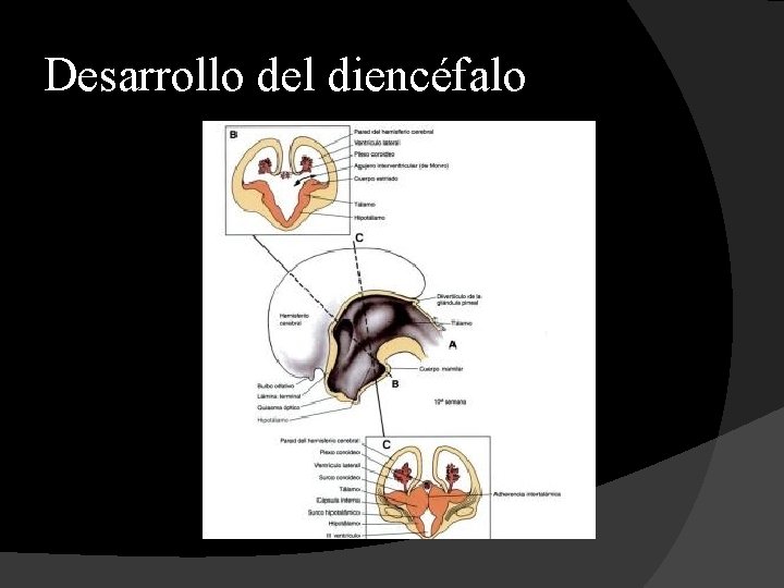 Desarrollo del diencéfalo 