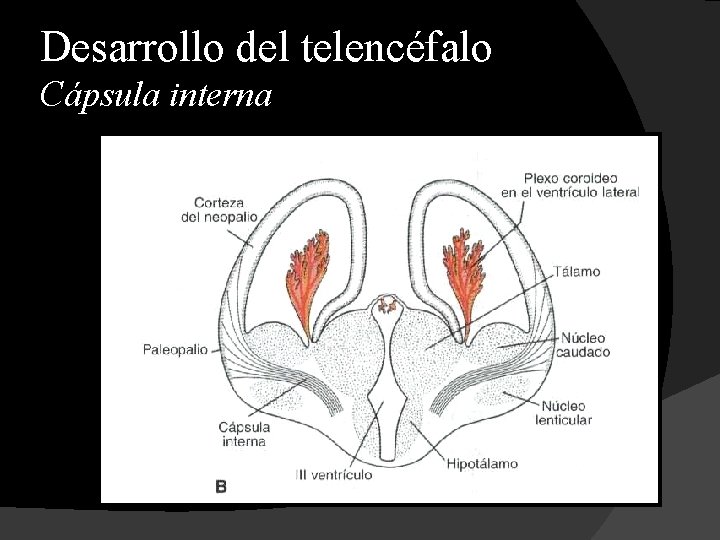 Desarrollo del telencéfalo Cápsula interna 