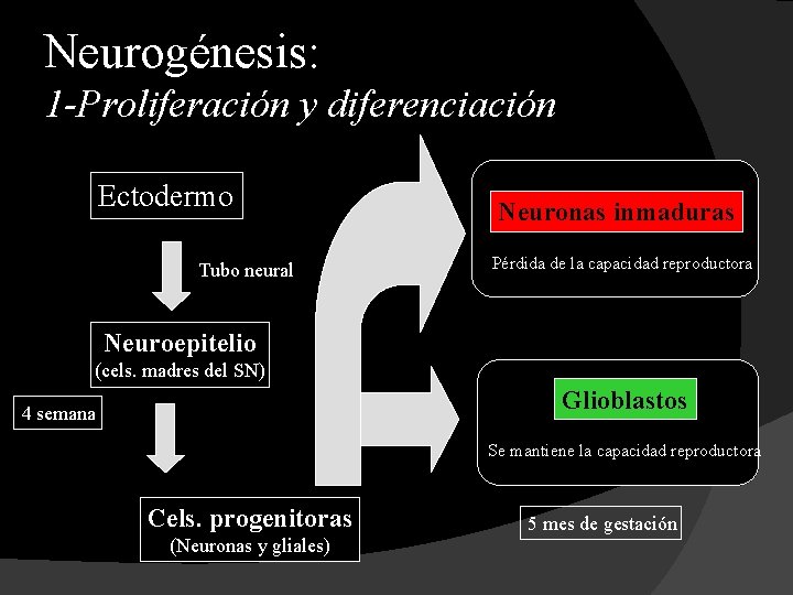 Neurogénesis: 1 -Proliferación y diferenciación Ectodermo Tubo neural Neuronas inmaduras Pérdida de la capacidad