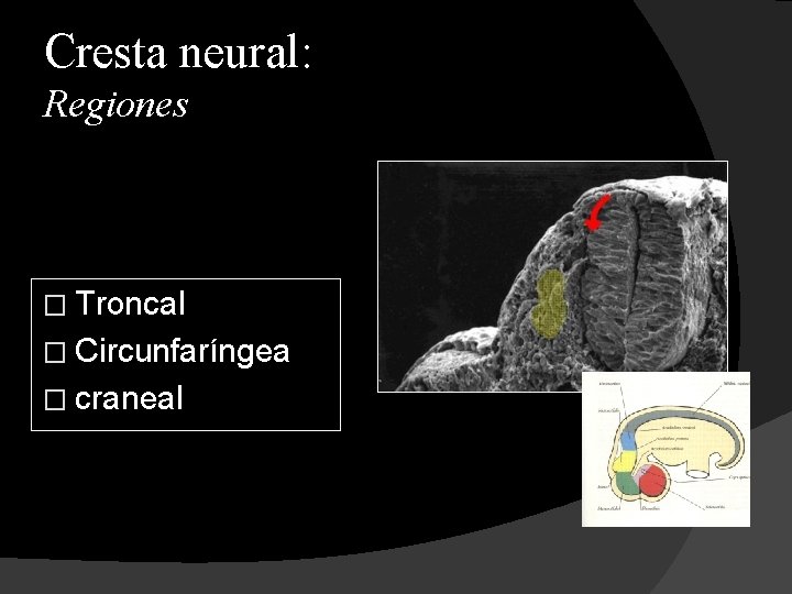 Cresta neural: Regiones � Troncal � Circunfaríngea � craneal 