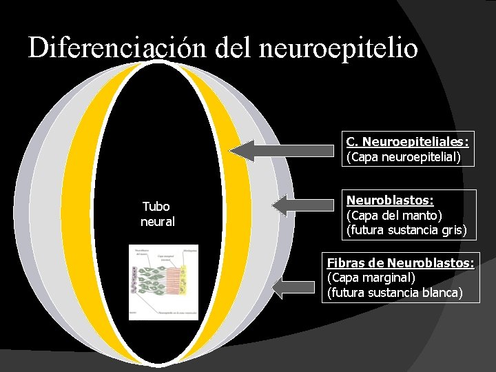 Diferenciación del neuroepitelio C. Neuroepiteliales: (Capa neuroepitelial) Tubo neural Neuroblastos: (Capa del manto) (futura