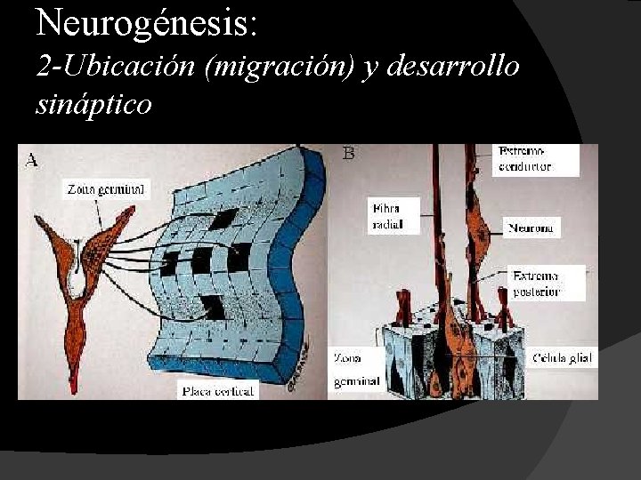 Neurogénesis: 2 -Ubicación (migración) y desarrollo sináptico 