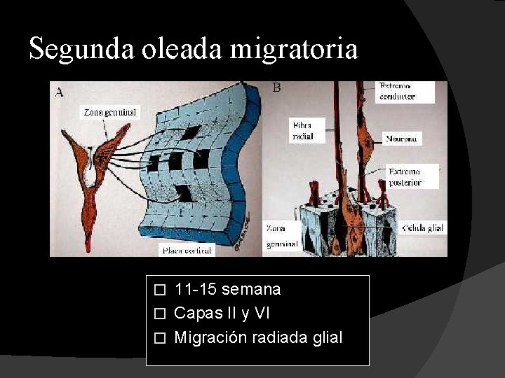 Segunda oleada migratoria 11 -15 semana � Capas II y VI � Migración radiada