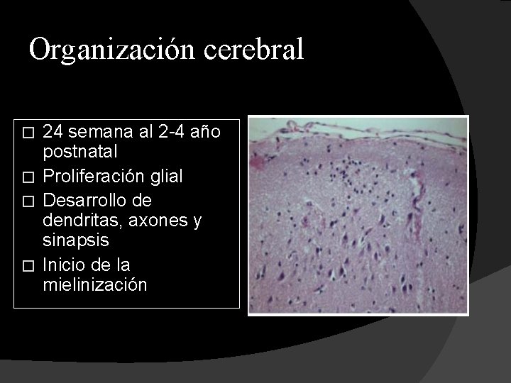 Organización cerebral 24 semana al 2 -4 año postnatal � Proliferación glial � Desarrollo